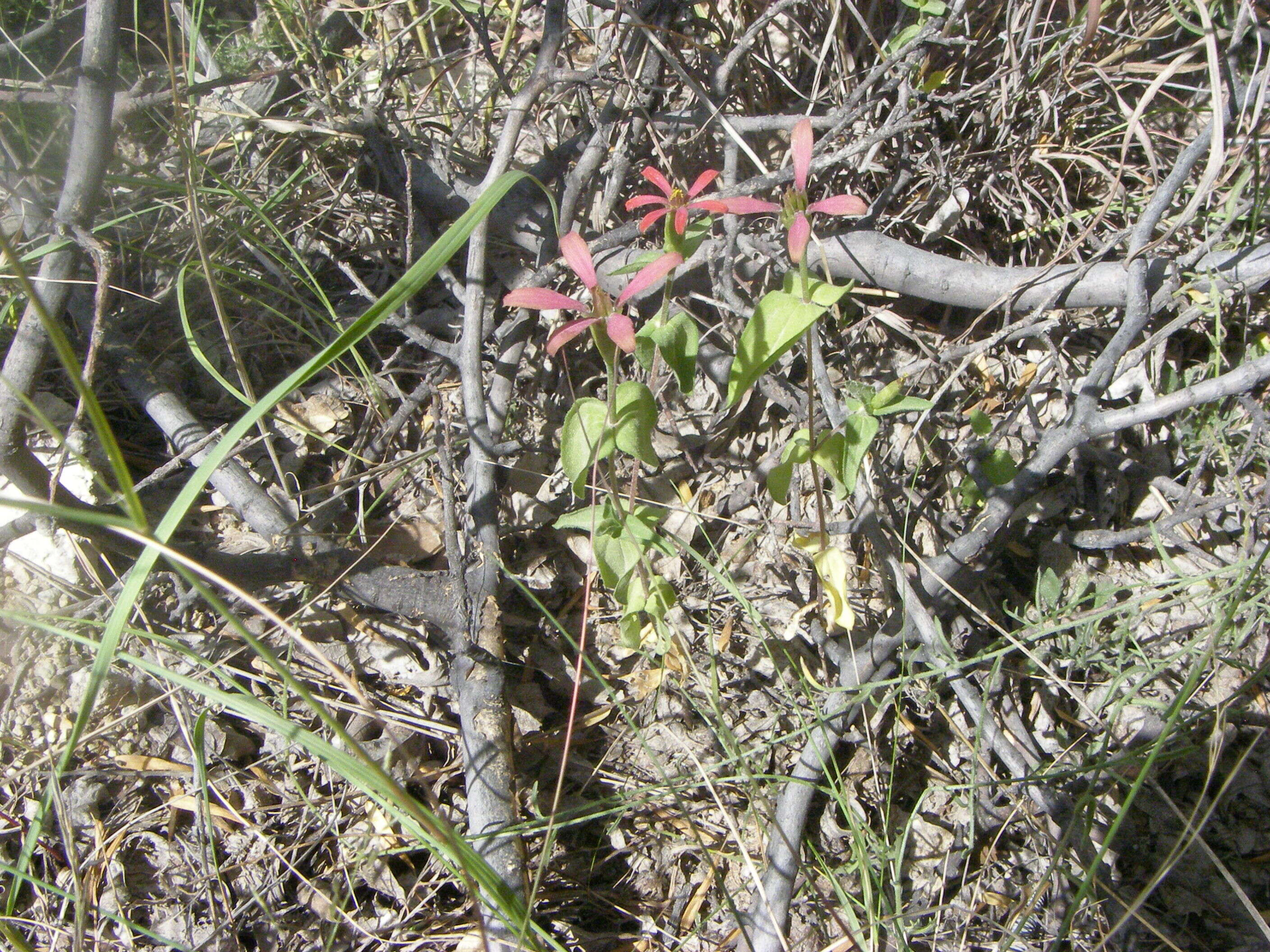 Image of Zinnia peruviana