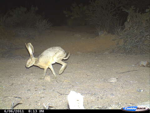 Image of Black-tailed Jackrabbit