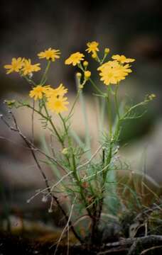 Image of Senecio pinnatifolius A. Rich.