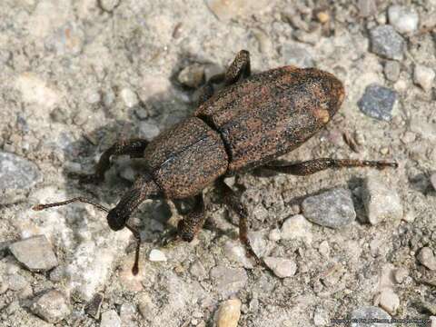 Image of Neoplinthus