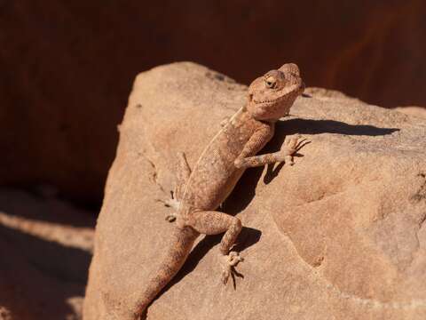 Image of Sinai agama