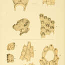 Image of Steginoporella magnilabris (Busk 1854)