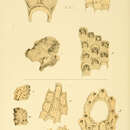 Steginoporella magnilabris (Busk 1854)的圖片