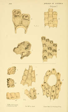 Image of Thalamoporellina Ostrovsky 2013