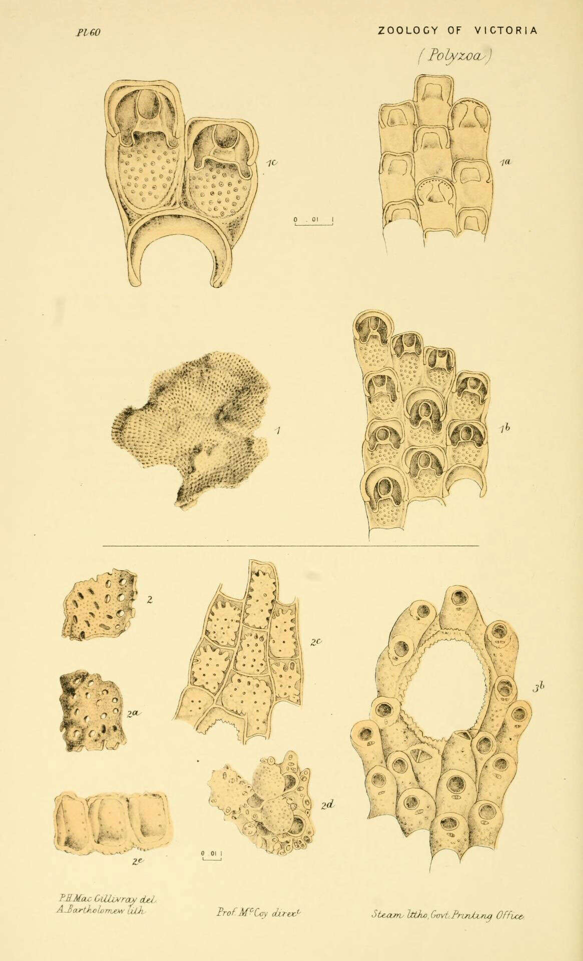 Image of Steginoporella Smitt 1873