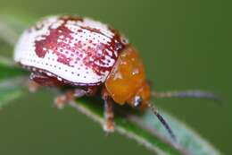 Image of Sumac Flea Beetle