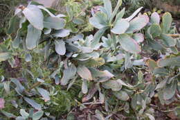 Image of Protea grandiceps Tratt.