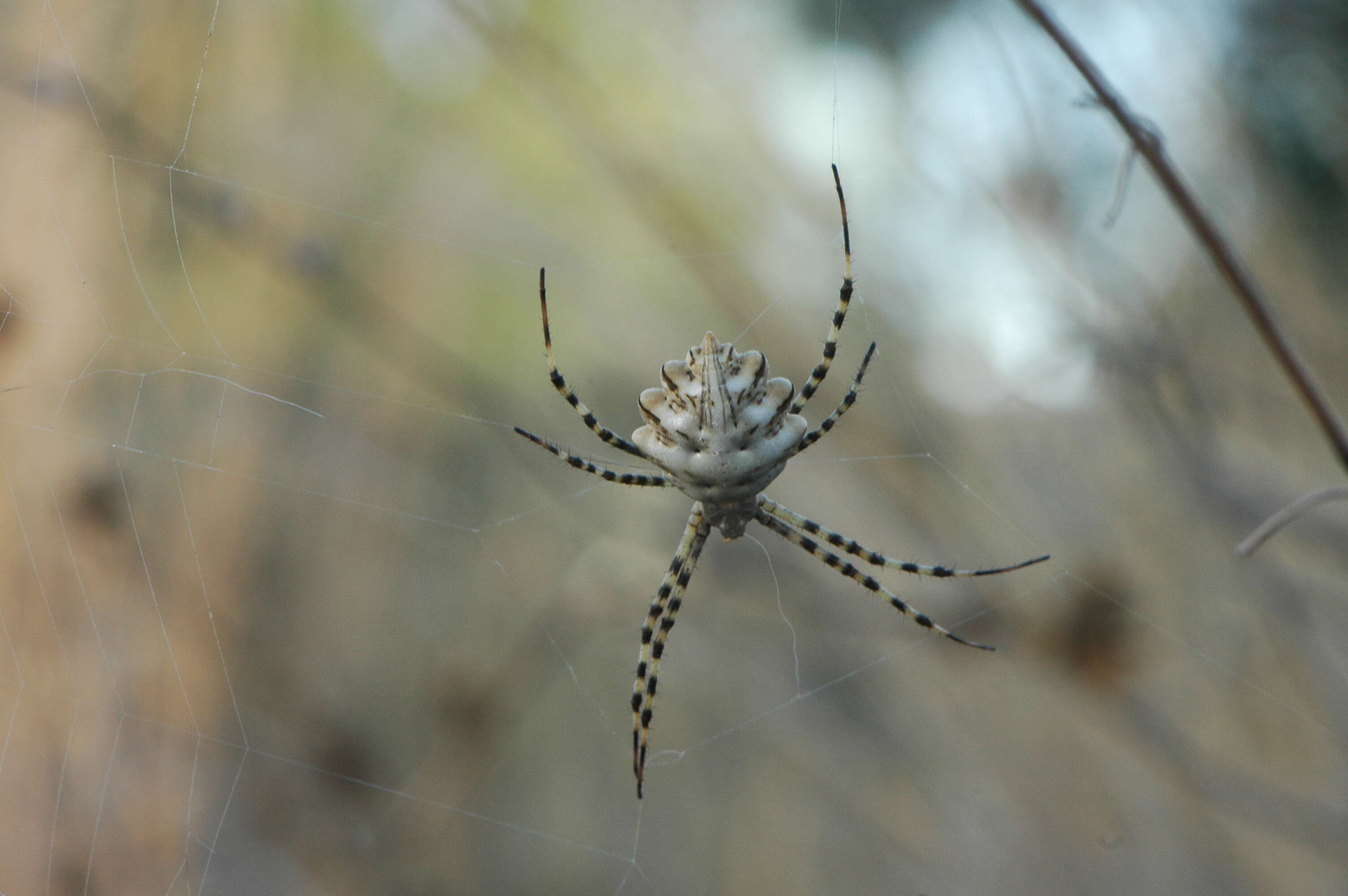 Image of Argiope lobata (Pallas 1772)