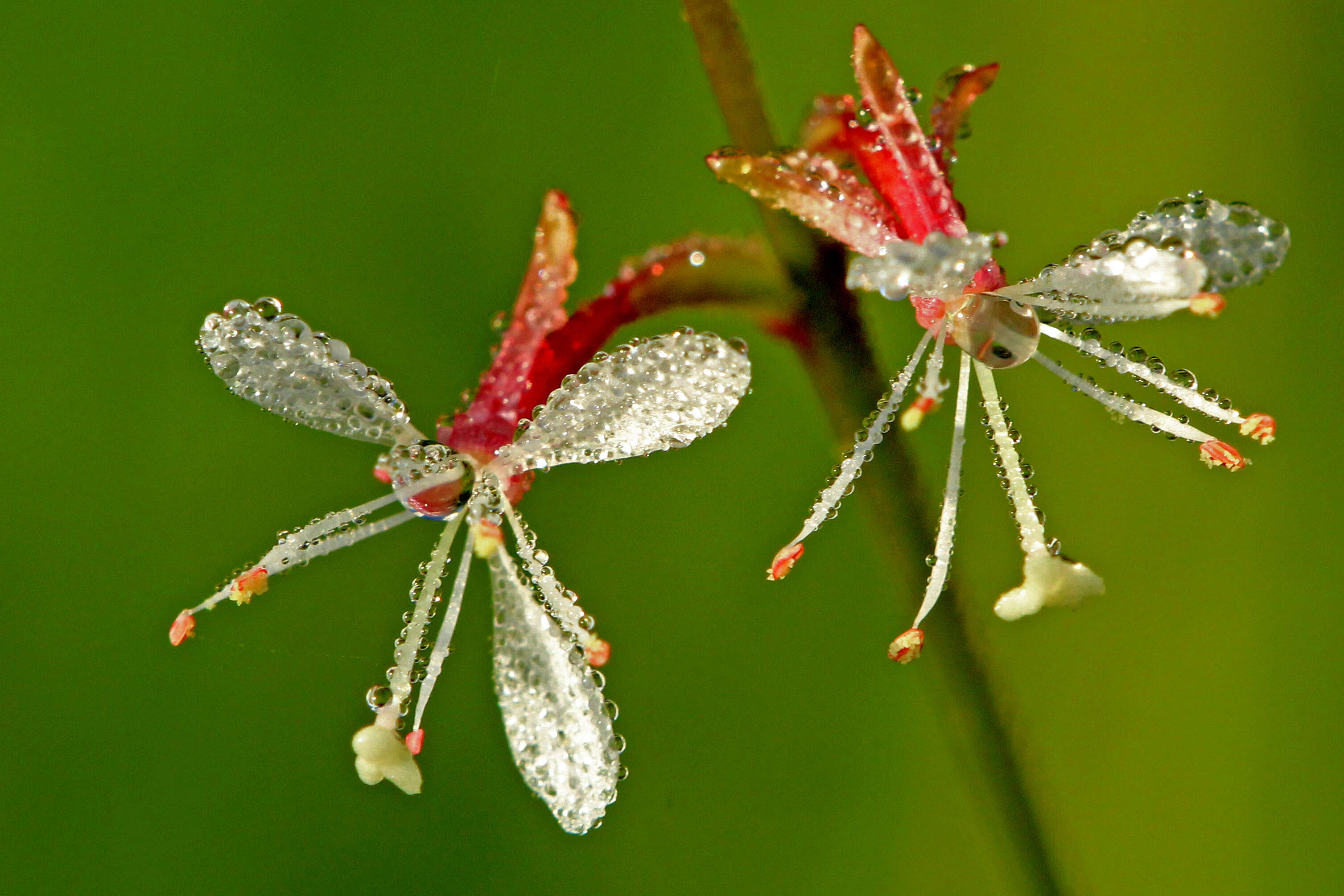 Imagem de Oenothera simulans (Small) W. L. Wagner & Hoch