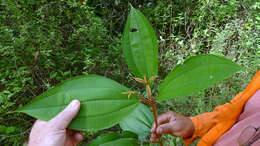 Image of Miconia hypoleuca (Benth.) Triana