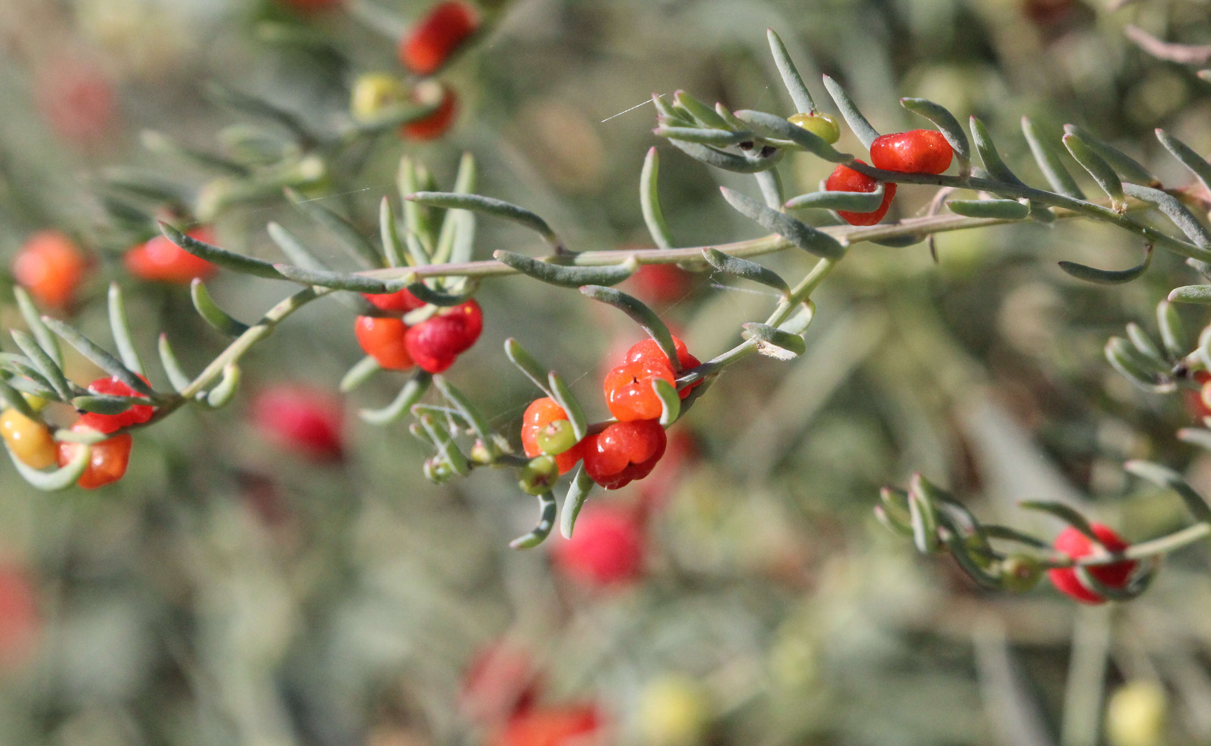 Image of Chenopodiaceae