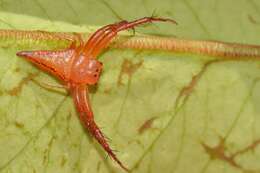 Image de Arkyidae