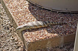 Image of Blue-tongued Skinks