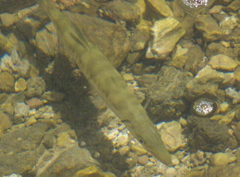 Image of barracudas