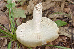 Image of Russula heterophylla (Fr.) Fr. 1838