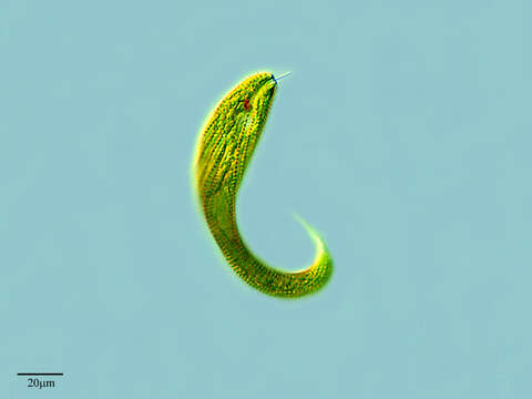 Слика од Lepocinclis spirogyroides
