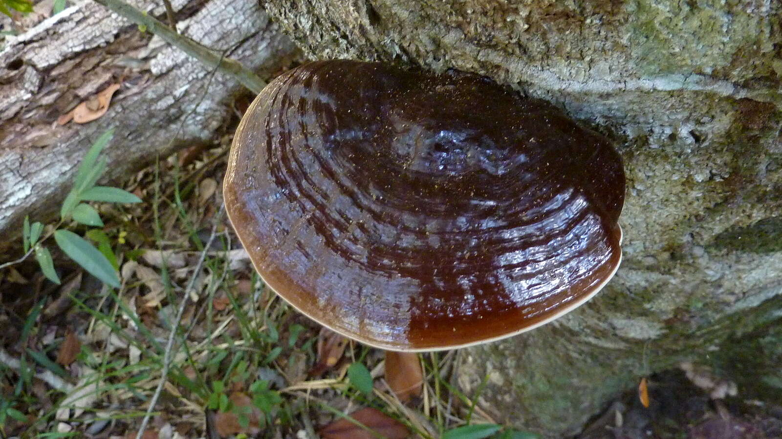 Image of Ganoderma