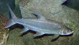 Image of Hydrocynus