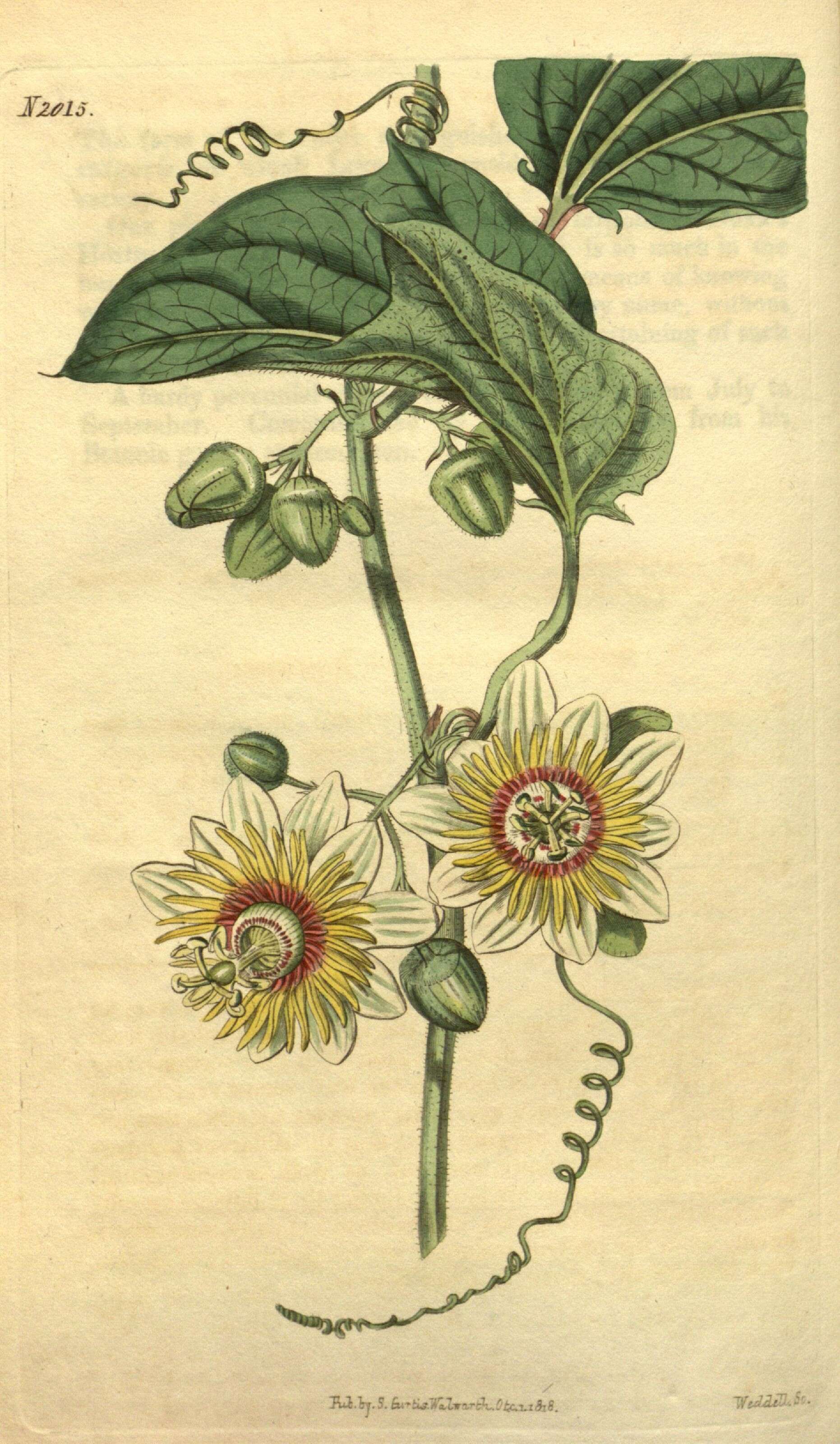 Image of Passiflora holosericea L.