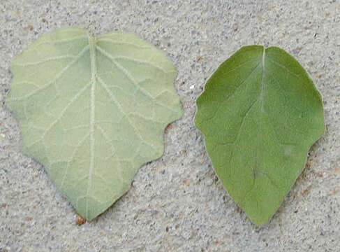 Image of field groundcherry