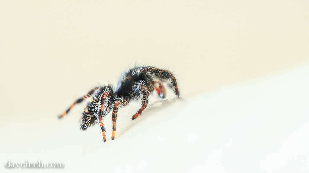 Image of Jumping Spiders