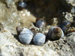 Image of Austrolittorina Rosewater 1970