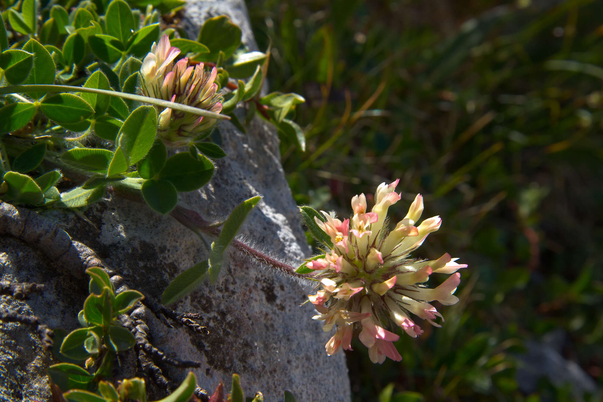 Image of Trifolium noricum Wulfen