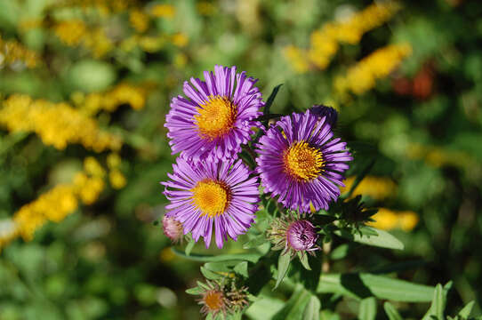 صورة Symphyotrichum