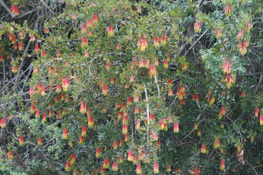 Image of Tristerix penduliflorus J. Kuijt