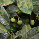 Image of Ficus vasculosa Wall. ex Miq.