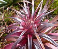 Image of Richea alpina Y. Menadue