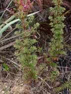 Image of Fritzschia lanceiflora (DC.) M. J. Rocha & P. J. F. Guim.