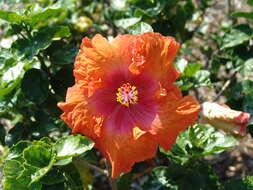 Image of China rose