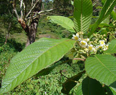 Image of Saurauia montana Seem.