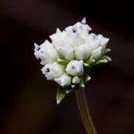 صورة Riencourtia oblongifolia Gardn.