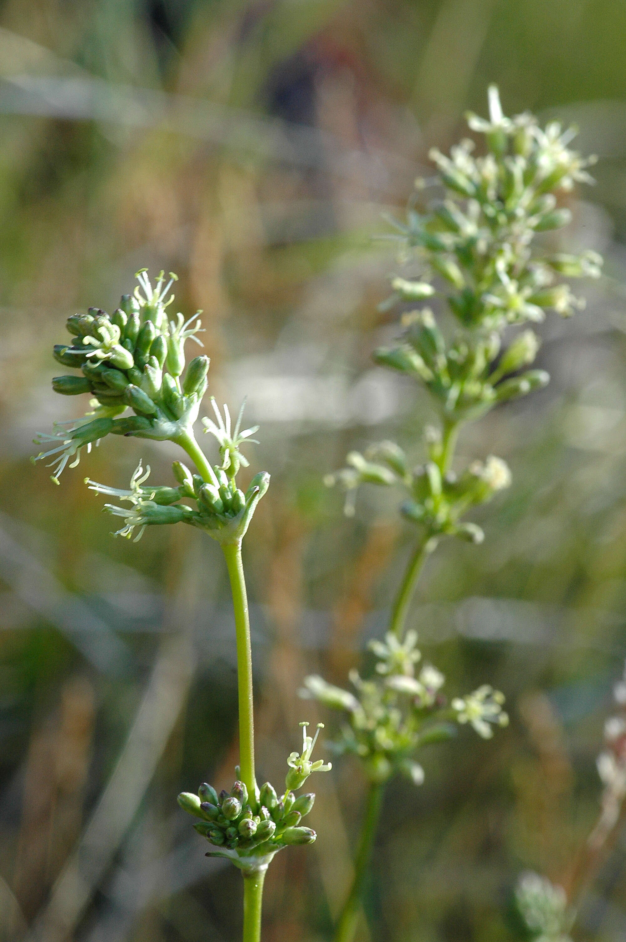 Image of spanish catchfly