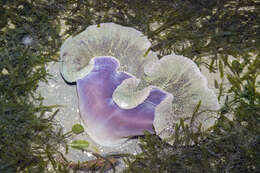 Image of Haddon's Carpet Anemone