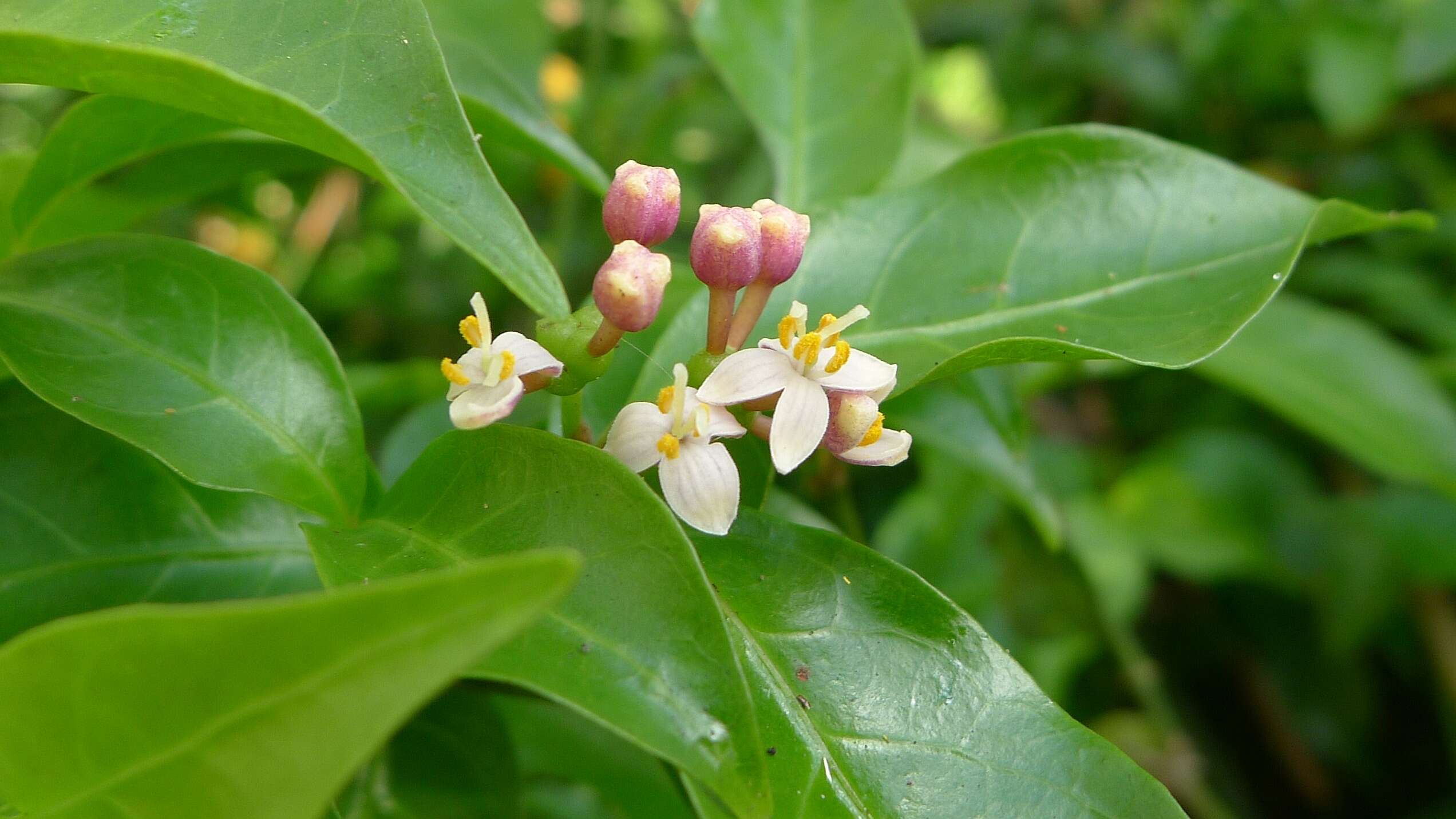 Gynochthodes jasminoides (A. Cunn.) Razafim. & B. Bremer的圖片