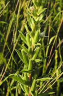 Image of Small sundrops