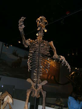 Image of giant short-faced bear