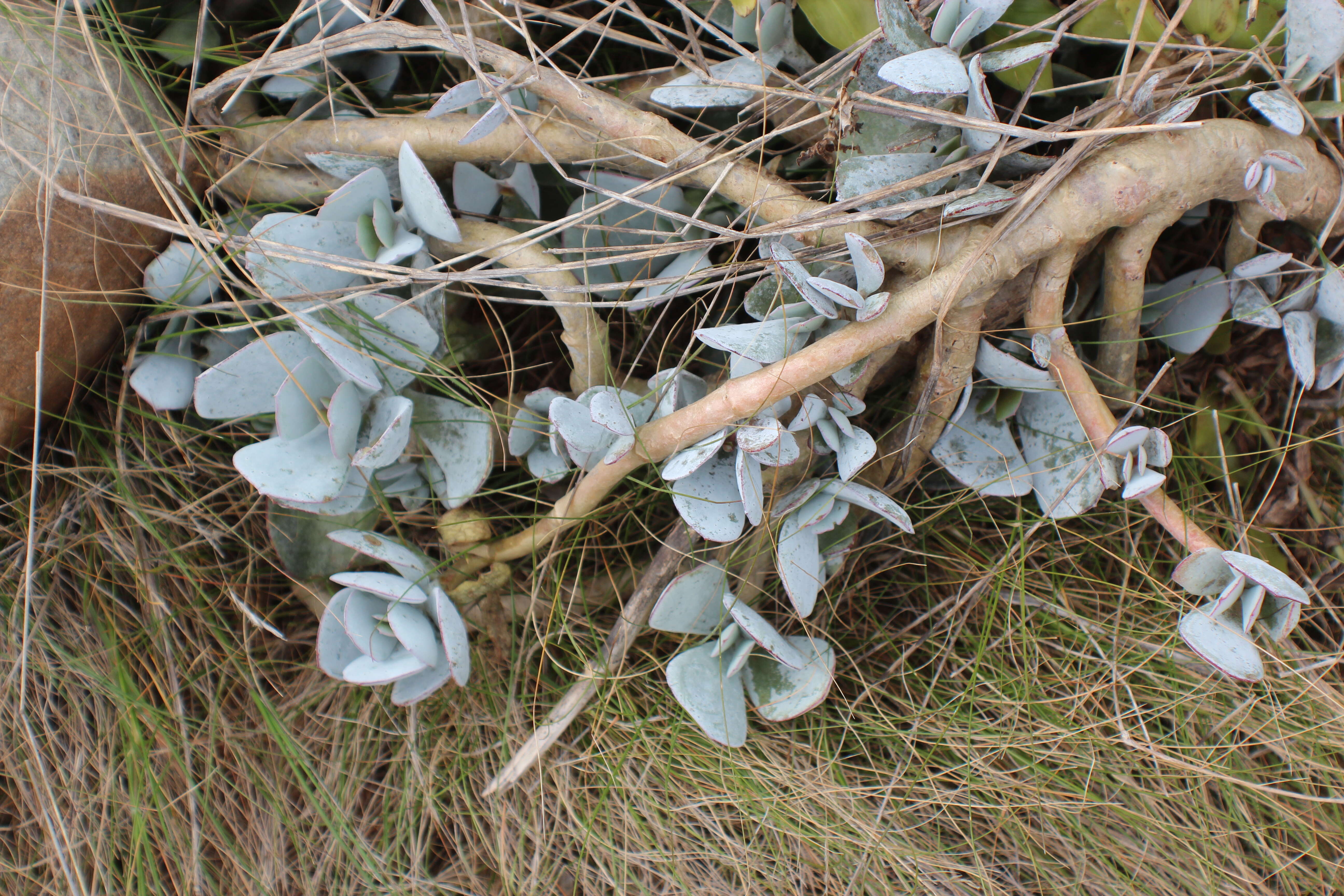 Image of pig's ear