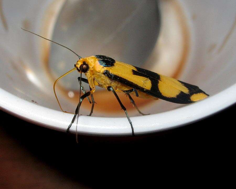 Image of Lepidoptera