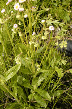 Image of Philadelphia fleabane