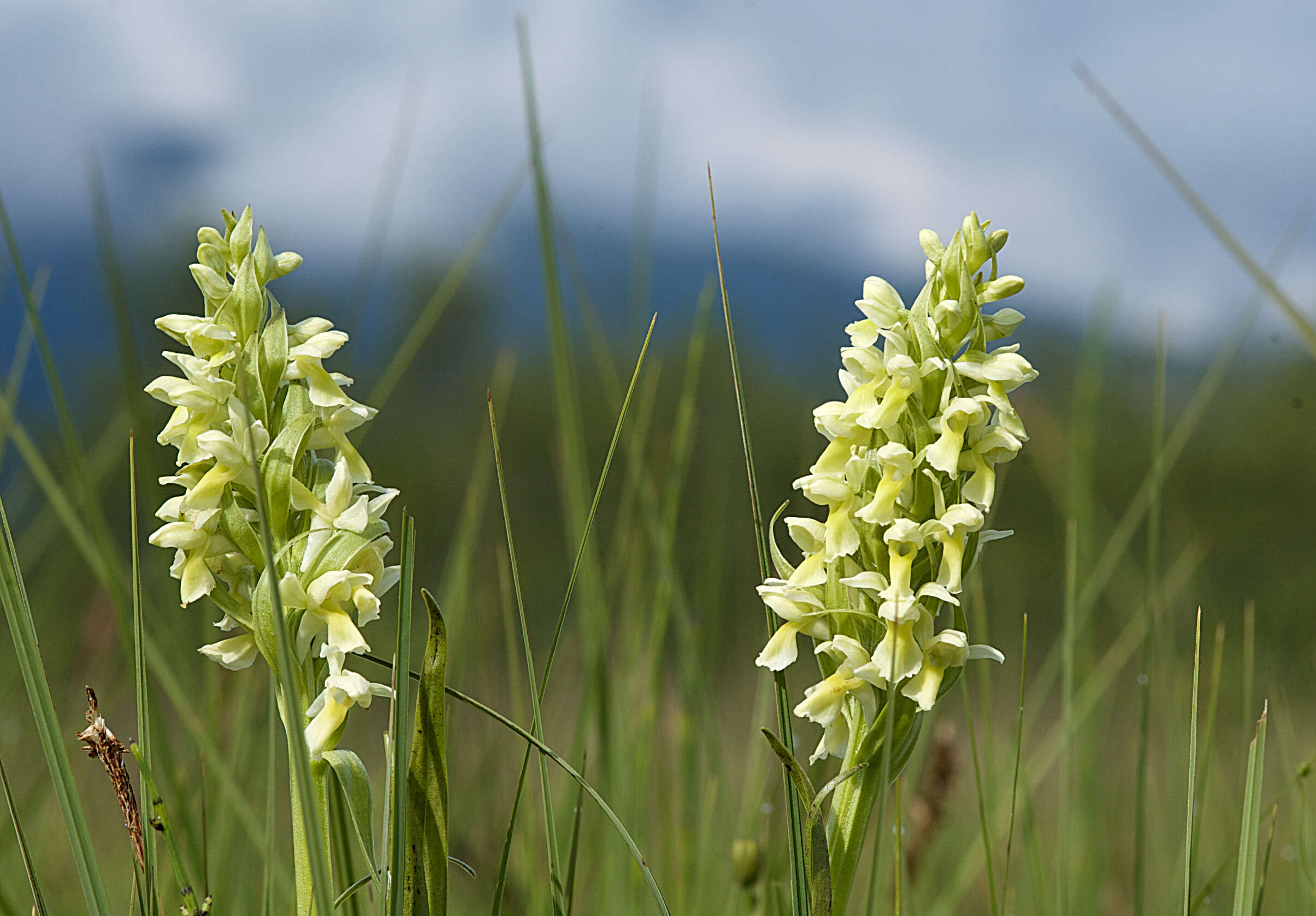 Dactylorhiza incarnata subsp. ochroleuca (Wüstnei ex Boll) P. F. Hunt & Summerh. resmi