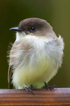 Image of Eastern Phoebe