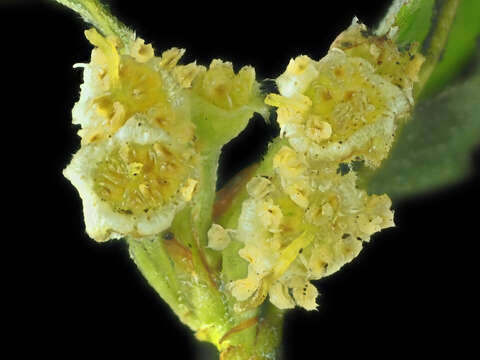 Image of Catalina Island mountain mahogany