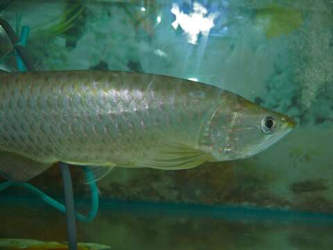 Image of Asian Arowana