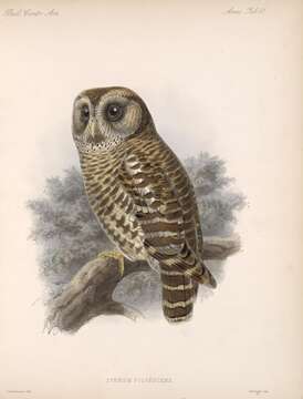 Image of Fulvous Owl