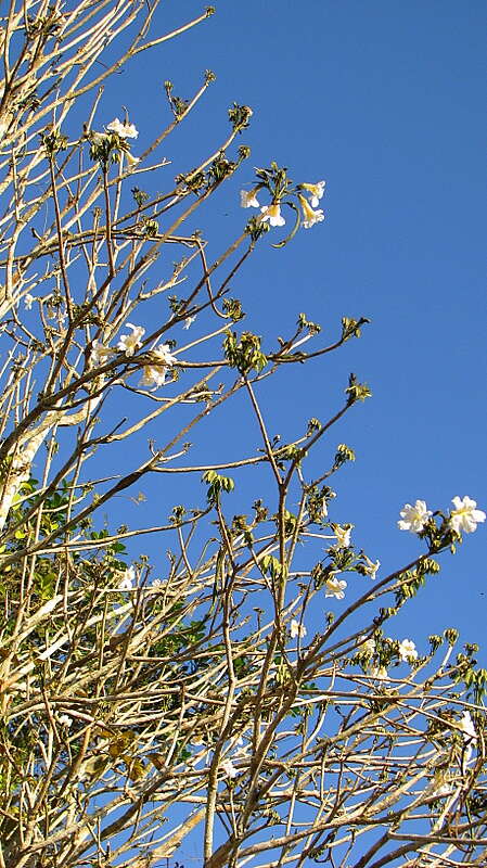 Image of Tabebuia elliptica (DC.) Sandwith