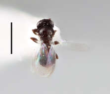 Image of platygastrids